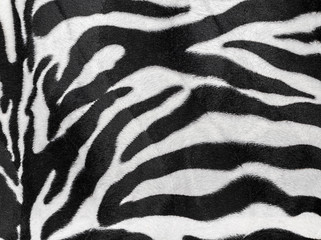 Fototapeta na wymiar Zebra texture.