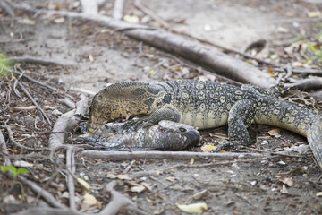 Water monitor eating rotten fish