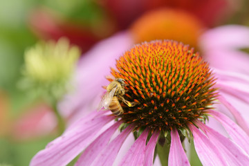 bee on a head of echinecea flower