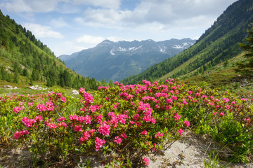 Hochgebirgstal mit Alpenrosen