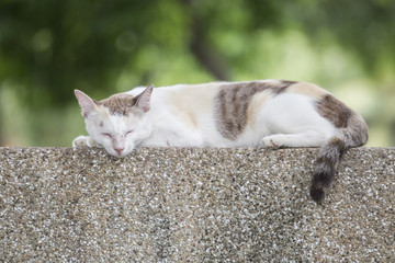 Cute cat sleeping on the wall