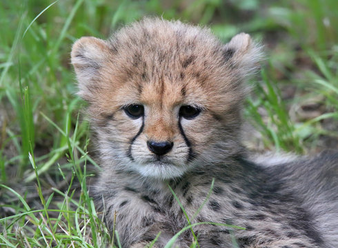 Portrait view of a cheetah cub