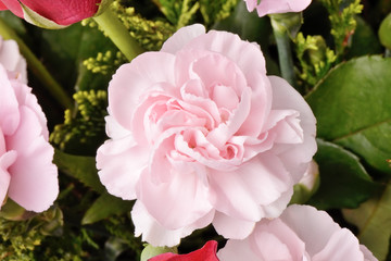 pink carnation