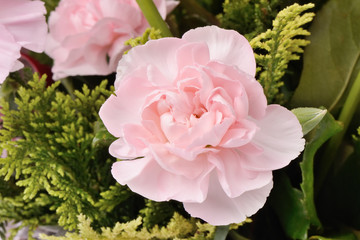 pink carnation