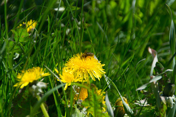 api durante la raccolta del polline