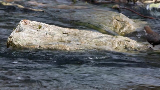 Wasseramsel  tauchend jagend Cinclus cinclus