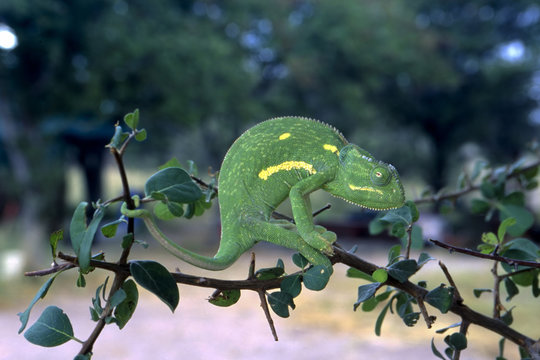 Camaleonte (chamaeleo dilepsis) del Central Kalahari Game Reserve in Botswana
