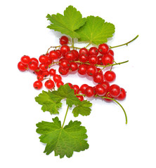 Redcurrant