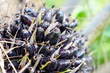 oil palm