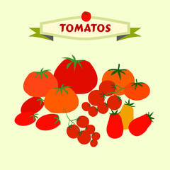 Tomato variety illustration