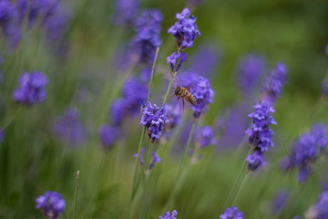Biene auf Lavendel