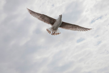 seagull flying in the sky with clouds