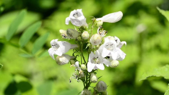 R&ouml;hrenf&ouml;rmiger Bartfaden, Penstemon digitlis,
Heilpflanze der amerikanischen Ureinwohner