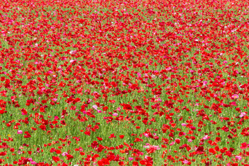 Red Poppy Field