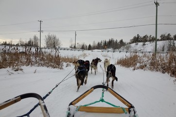 dog sled in canada