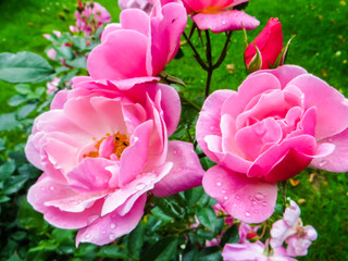 pinke Rosen mit Wassertropfen