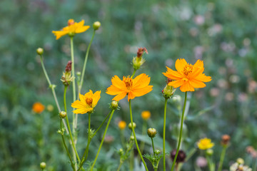 Marigold  flowers field