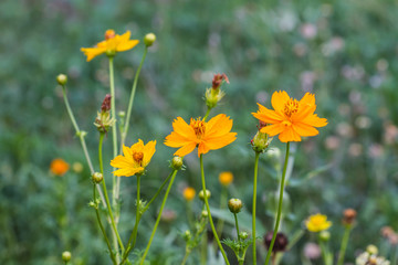 Marigold flowers field