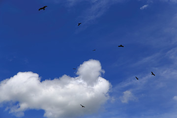 a flock of vultures