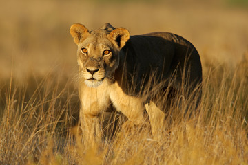 A lioness (Panthera leo) walking in early morning light, Kalahari desert, South Africa