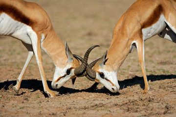 Two male springbok antelopes (Antidorcas marsupialis) fighting for territory, Kalahari desert, South Africa