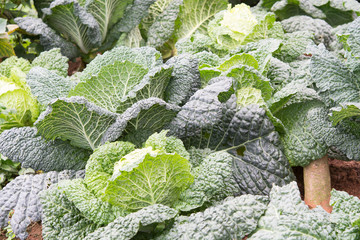 closeup fresh green cabbage