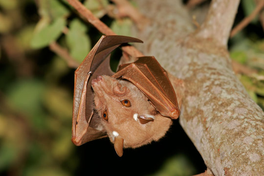 Gambian epauletted fruit bat (Epomophorus gambianus), Kruger National Park, South Africa