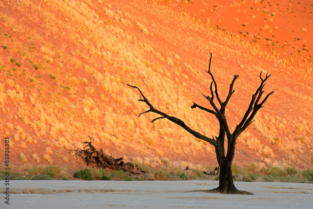 Wall mural Dead Acacia tree against a red sand dune in late afternoon light, Sossusvlei, Namibia