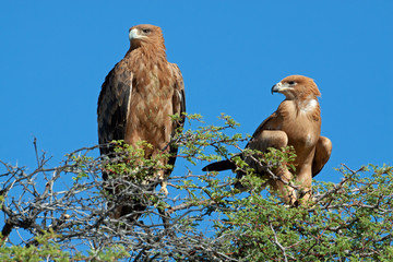 A pair of tawny eagles (Aquila rapax) perched on top of a tree, South Africa