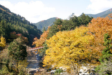 Obraz premium 紅葉の秋