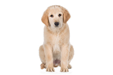 Golden retriever sitting and looking straight isolated on white