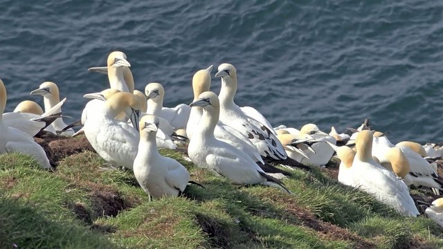 Gannet colony - Morus capensis