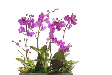 closeup of pink Phalaenopsis flowers