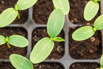 Cucumber seedling