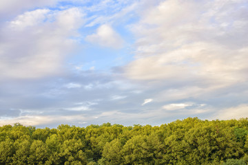 Obraz premium colorful cloudy sky with green trees in the evening