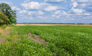 Ukrainian agricultural landscape - field with soybean, maize and wheat
