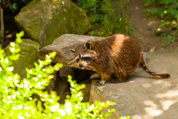 Waschbär