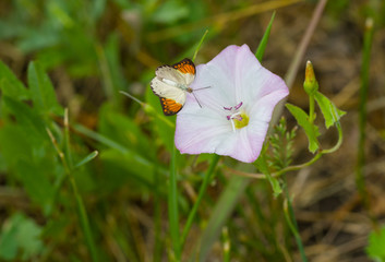 Beautiful wild bell-flower (field bindweed) receiving visitor butterfly