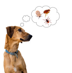 Dog health risk, ticks and flea. Disease carrier, protection.