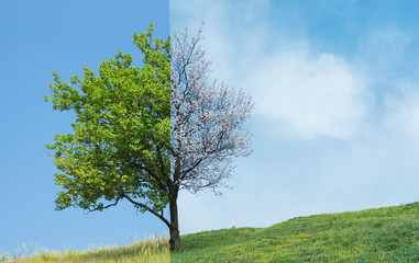 Obraz premium Lonely apricot tree on a hill in two season - spring and summer