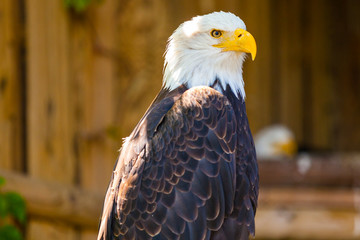 Adler
