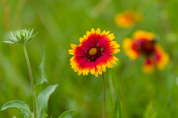 Indian blanket flower in the summer garden