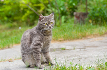 Outdoor portrait of guarded tabby cat with yellow eyes