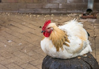 Farming concept, sitting hen