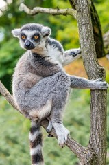 Fototapeta premium Lemur is climbing on branch
