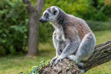 Lemur is sitting on trunk