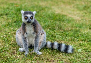 Lemur is sitting on grass