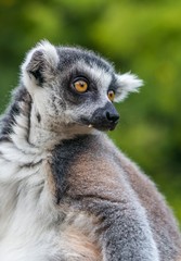 Obraz premium Head of Lemur