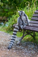 Lemur is sitting on bench