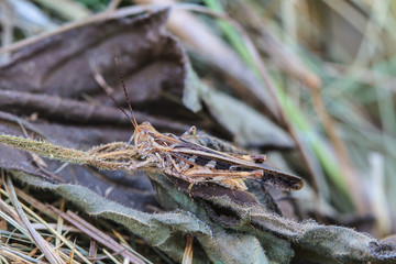Grasshopper perching on a leaf